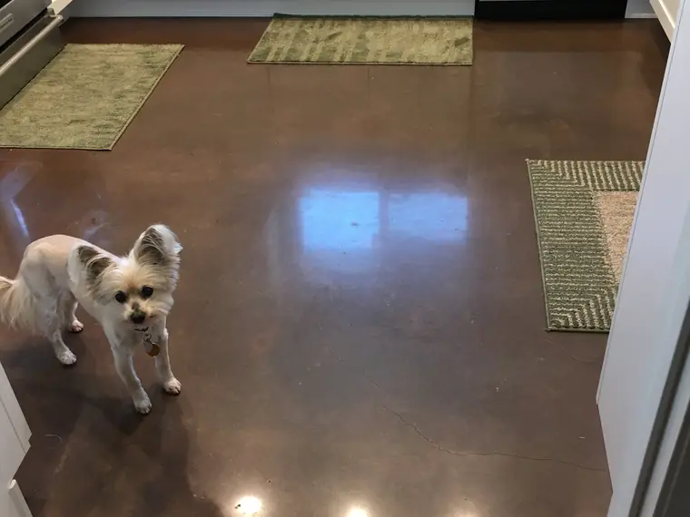 Small dog standing on a glossy brown polished concrete kitchen floor