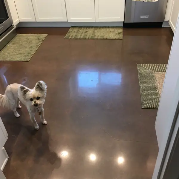 Small dog standing on a glossy brown polished concrete kitchen floor